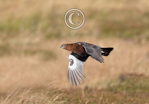 Red Grouse in Flight DM1620